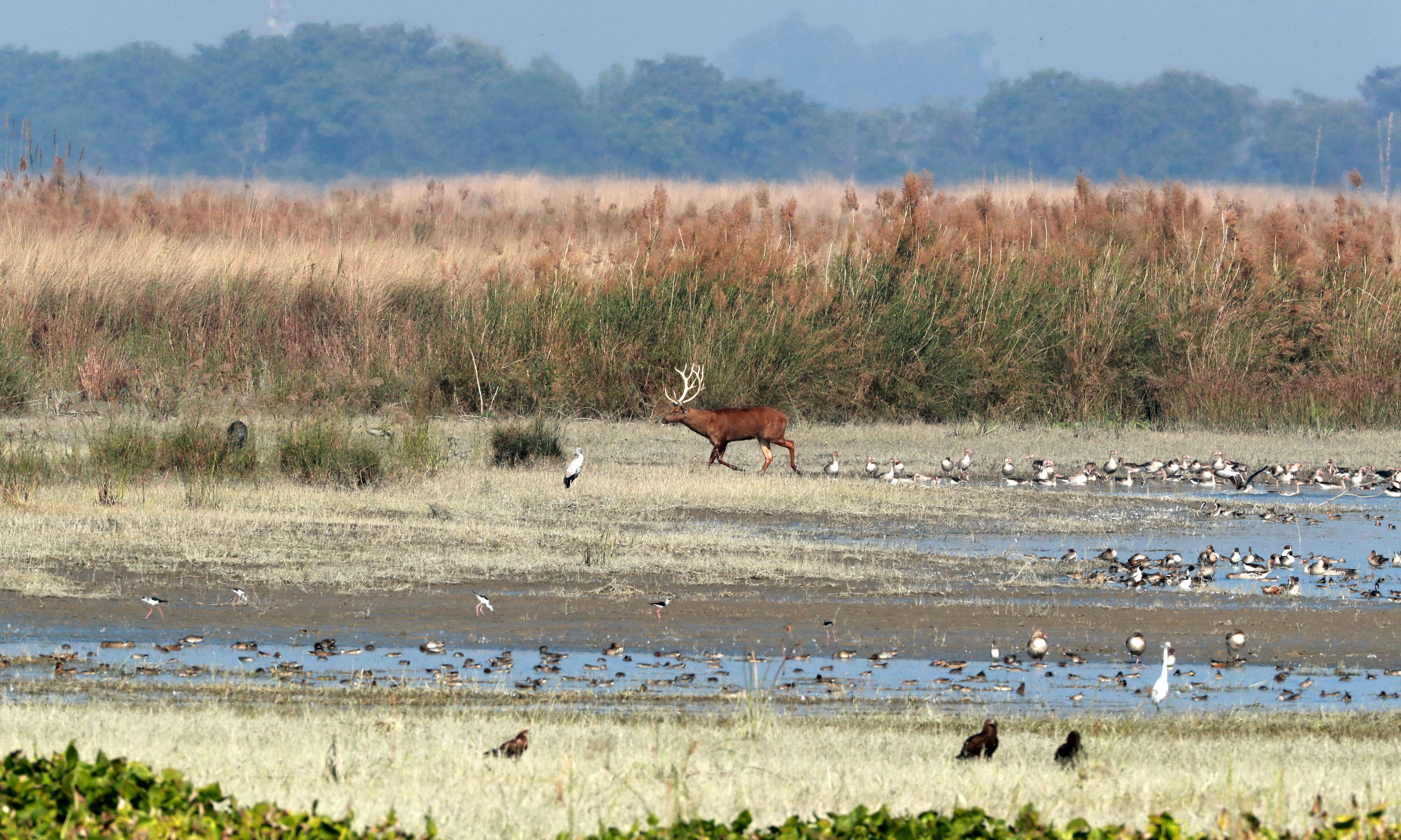 Swamp deer in Haiderpur wetland